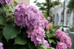 城下町の紫陽花