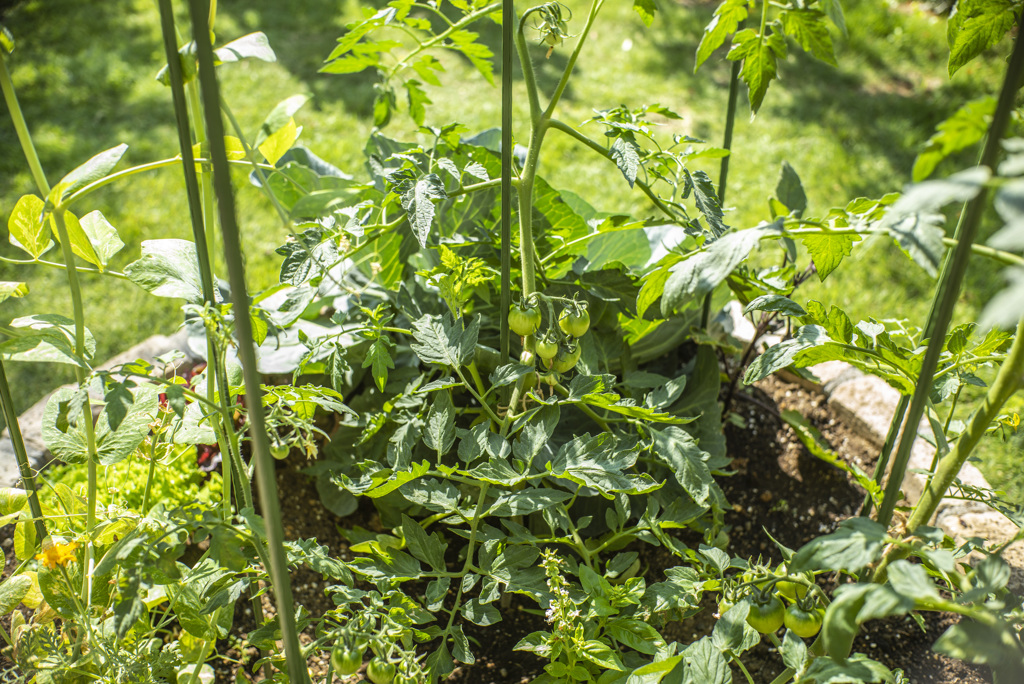 トマトがなりました