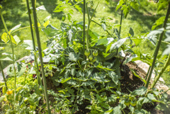 トマトがなりました