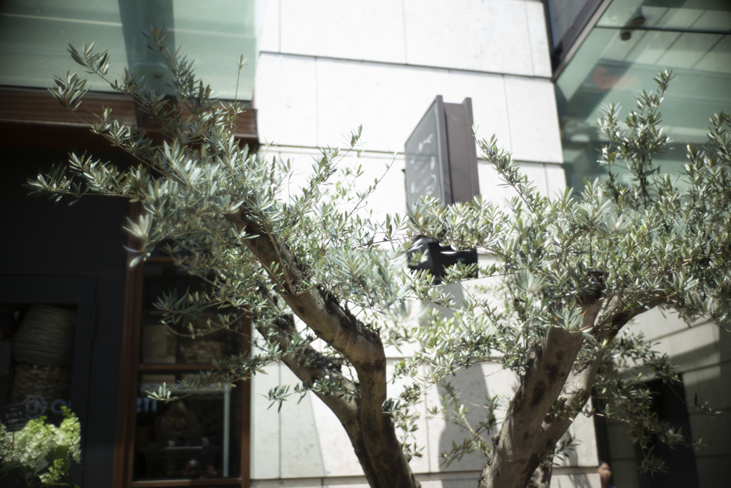 オリーブの木