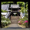 四月の隨念寺