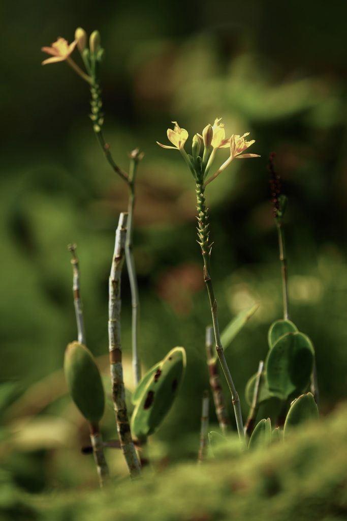 里の花