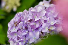紫陽花