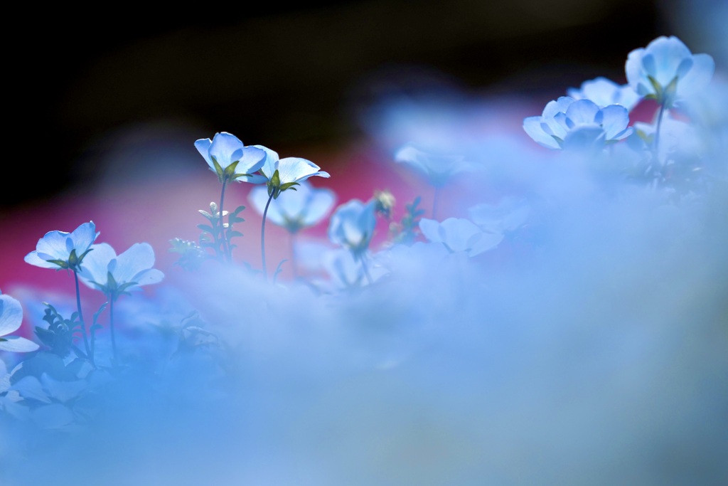 refreshing blue fog caused by nemophila