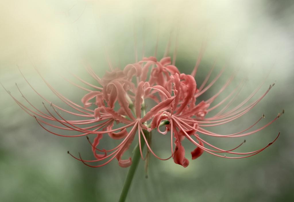 朧