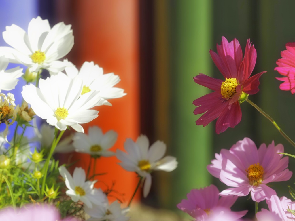 咲いた紅いコスモス