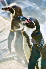 だぶるペンギン