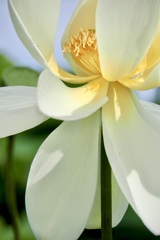 summer stylish lotus