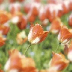 春の彩りに立つチューリップ