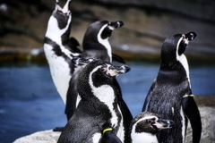 ペンギンたちのそれぞれ
