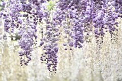 Relaxing wisteria flowers of Tsushima 