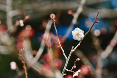Plum blossoms blooming in the Souriike