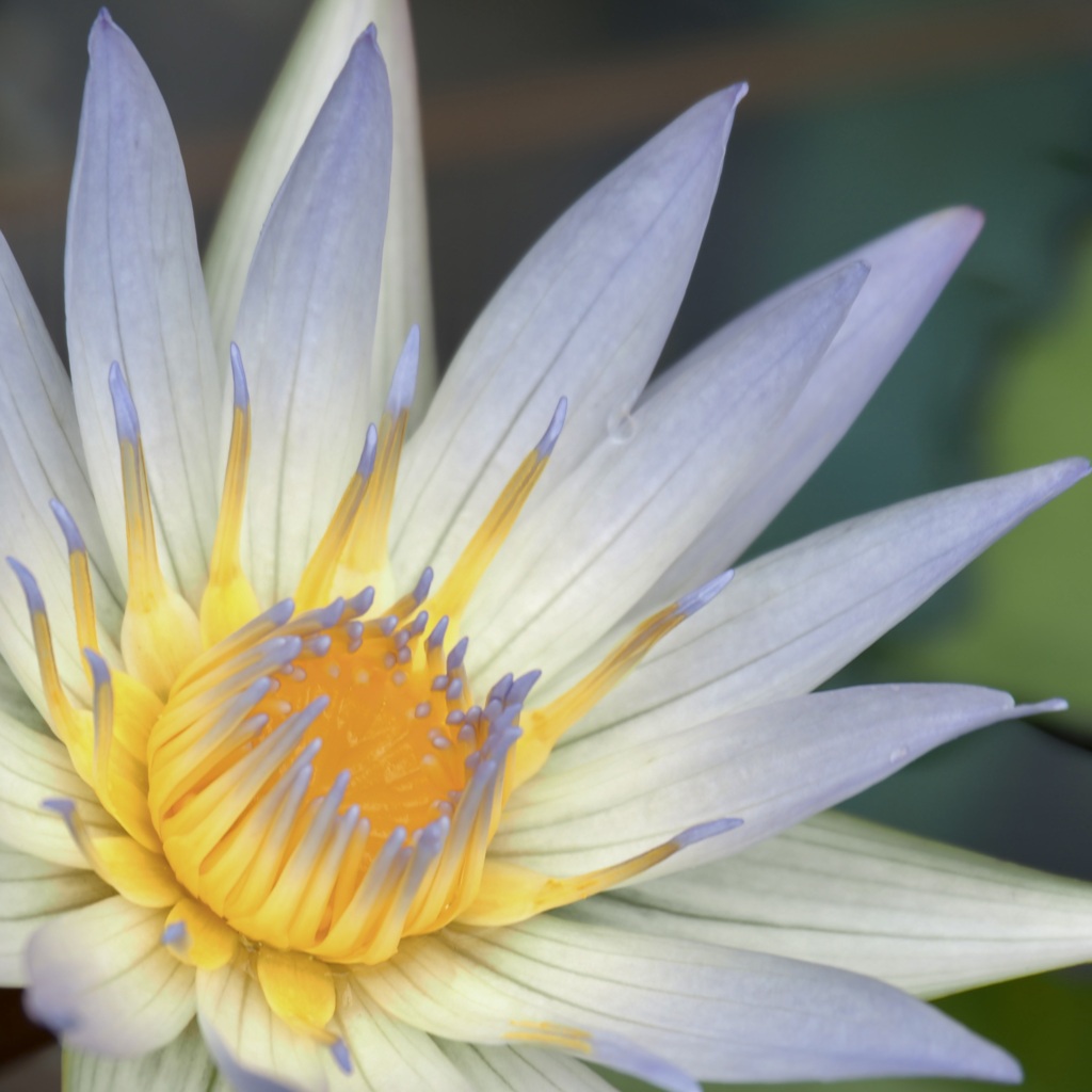 Vibrant white water lily was blooming