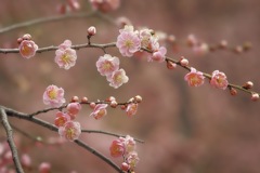 ちょこちょこ咲いてた、可愛い紅梅。