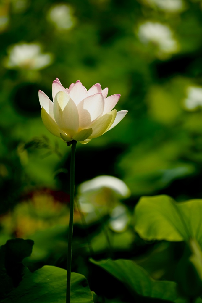 ハスの花が咲いた季節にて