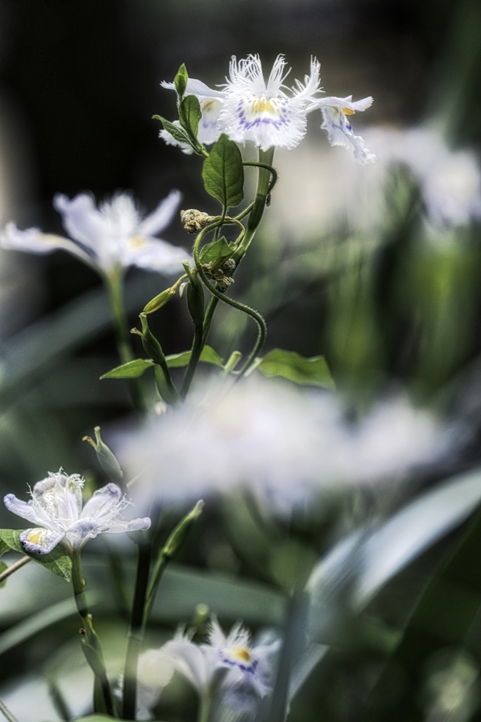 著莪の咲く花壇