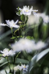 著莪の咲く花壇