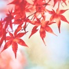 照紅葉