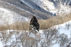 樹木の立つ雪景色