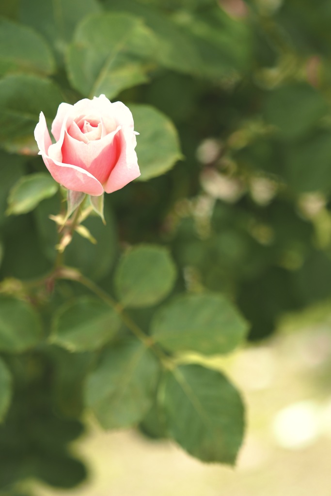 ひっそり咲いていた薔薇さん