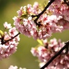 照れ屋の河津桜