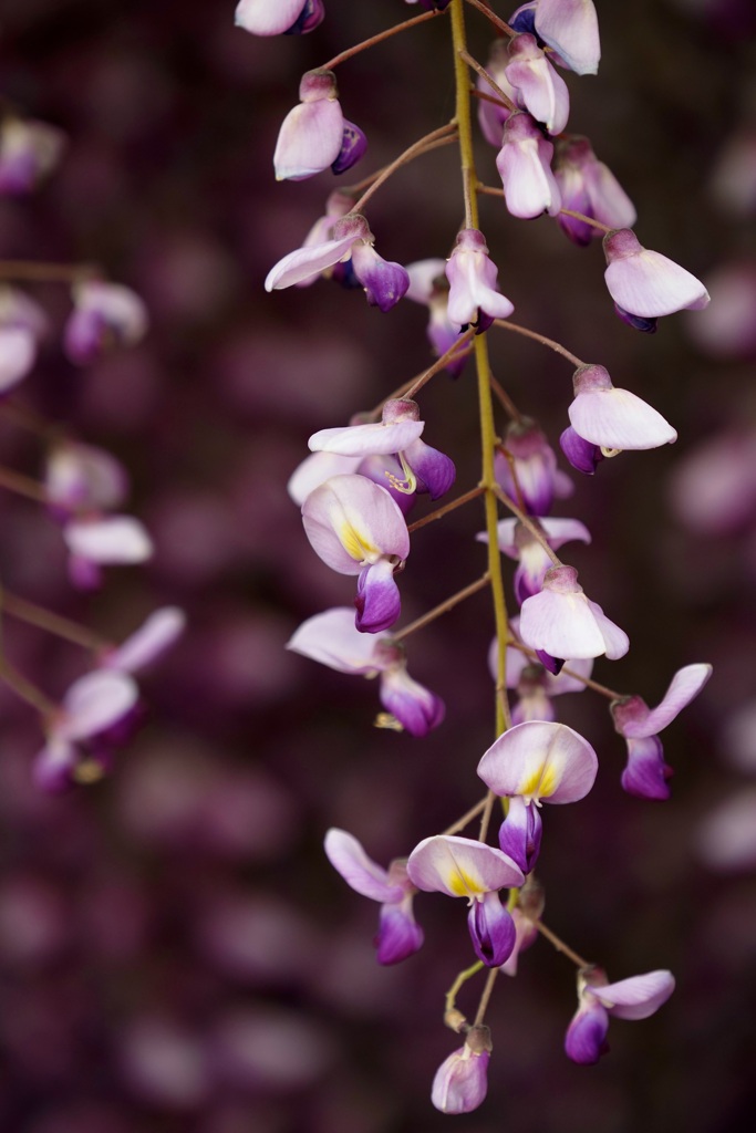Purple wisteria flowers blooming in park