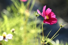 秋風の吹く花壇にて