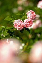 秋薔薇