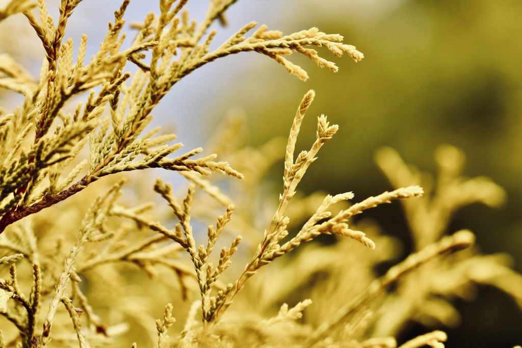 冬の植物