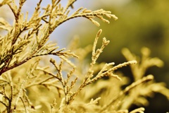 冬の植物