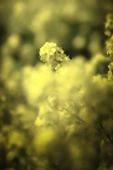 菜の花とかくれんぼ