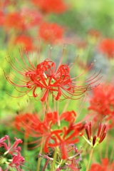 Cute red spider lily dance