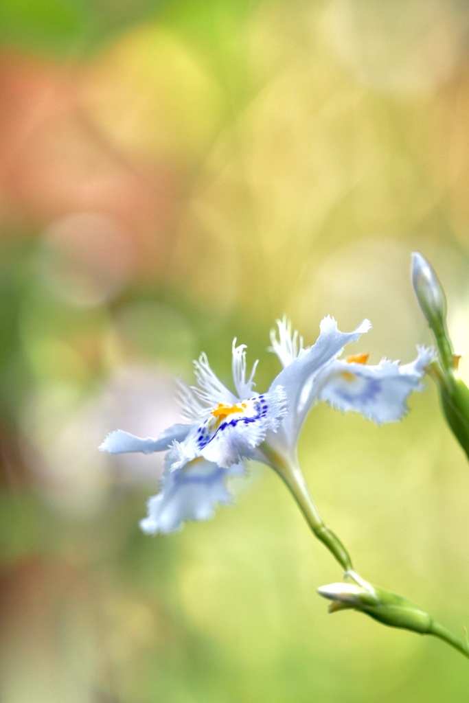 Iris japonica