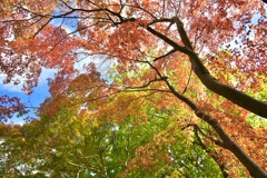 autumn at Moroto Garden