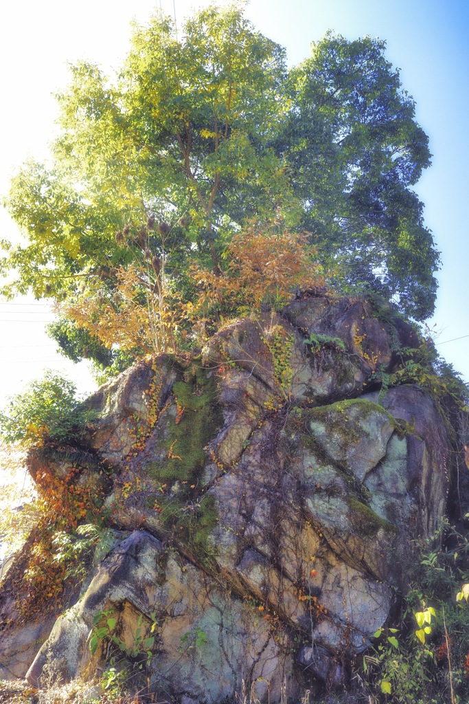 カエル岩と見守る樹木