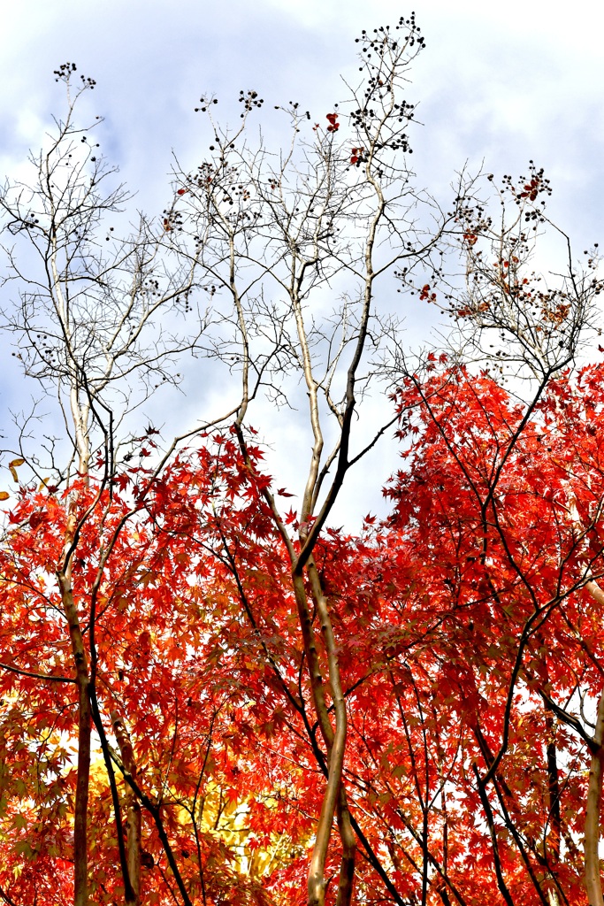 Autumn walk in Shiratori teien garden