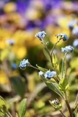 flower bed