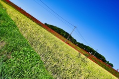 Colour