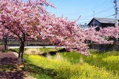 河津桜の咲いた街