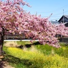 河津桜の咲いた街