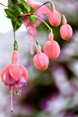 温室の花