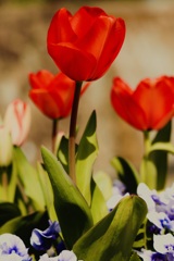 Tulips