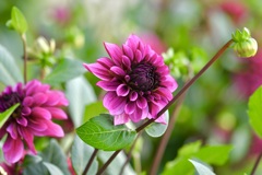 Dahlia flower blooming in the garden.