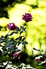 10月散策の薔薇