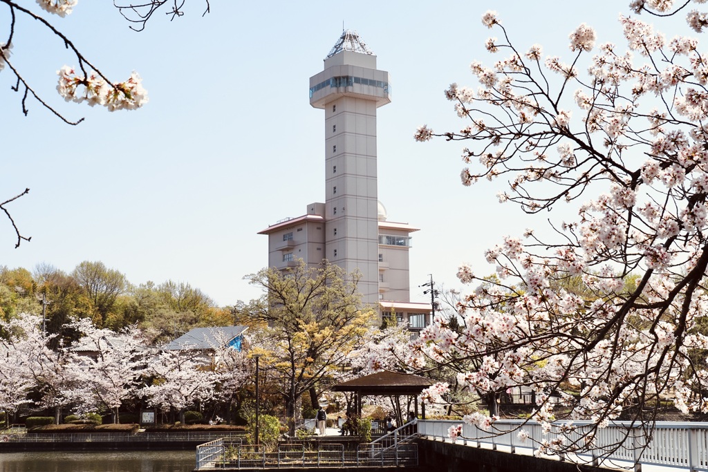 Skyward Asahi and cherry blossom