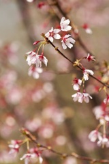 おかめ桜