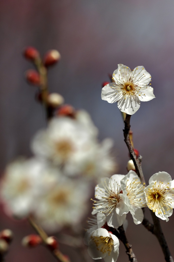 White plum blossoms in hirashiba park