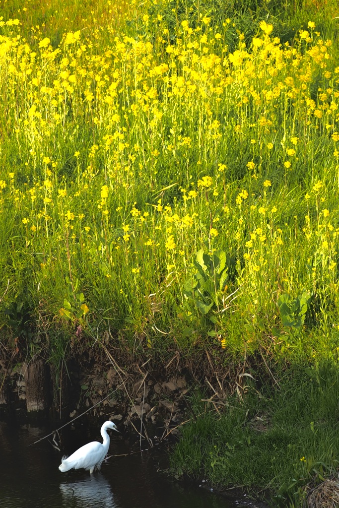 春爛漫の訪れ