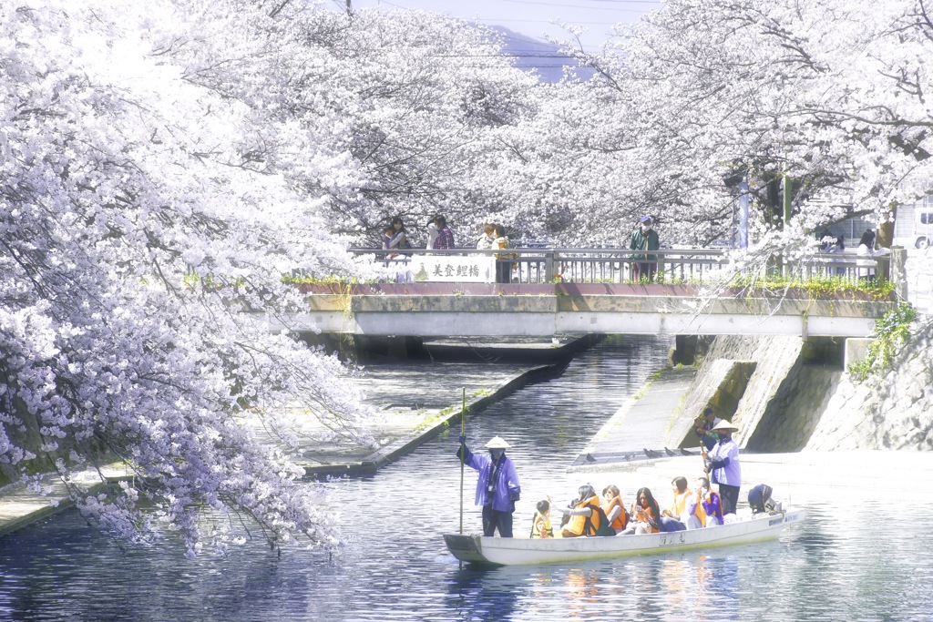 大垣の桜満開の季節