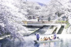 大垣の桜満開の季節